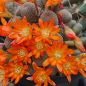 Preview: Rebutia heliosa r314